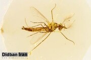 یافته های جدید درباره پشه ها/ فقط پشه‌های ماده انسان را نیش می‌زنند!
