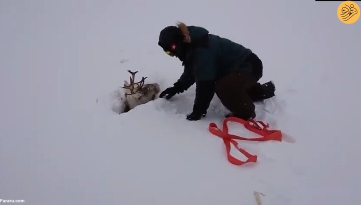 لحظه نجات معجزه آسای گوزن شمالی گرفتار در برف + فیلم