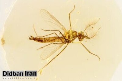 یافته های جدید درباره پشه ها/ فقط پشه‌های ماده انسان را نیش می‌زنند!