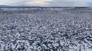 تصاویر تکان‌دهنده از مرگ ماهی‌ها به دلیل زباله‌های هسته‌ای / فیلم