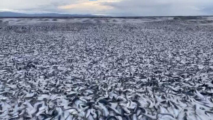 تصاویر تکان‌دهنده از مرگ ماهی‌ها به دلیل زباله‌های هسته‌ای / فیلم