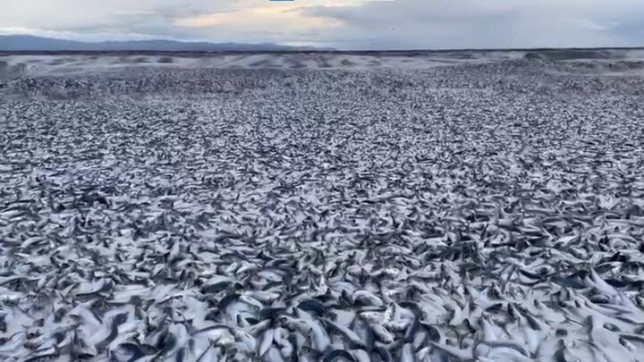 مرگ دسته جمعی هزاران ماهی‌ در ژاپن بر اثر زباله‌های هسته‌ای فوکوشیما + فیلم