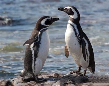 درخواست کمک یک پنگوئن از توریست‌ها برای نجات خودش + فیلم