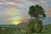عجیب اما واقعی؛ رویش یک درخت از دل تخته سنگ در فارس / فیلم