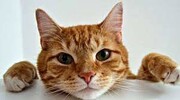حضور ناگهانی گربه بامزه در برنامه زنده صداوسیما / جیغ خانم مجری + فیلم