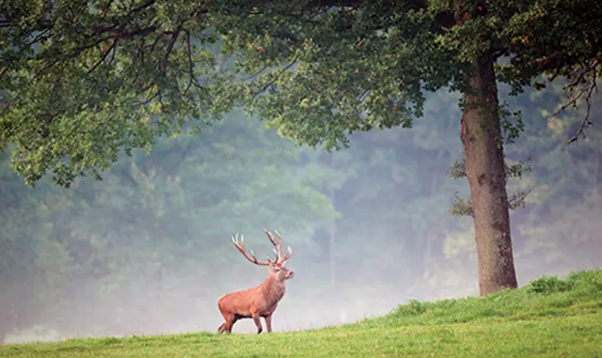 بهترین جنگل برای کمپینگ در تالش