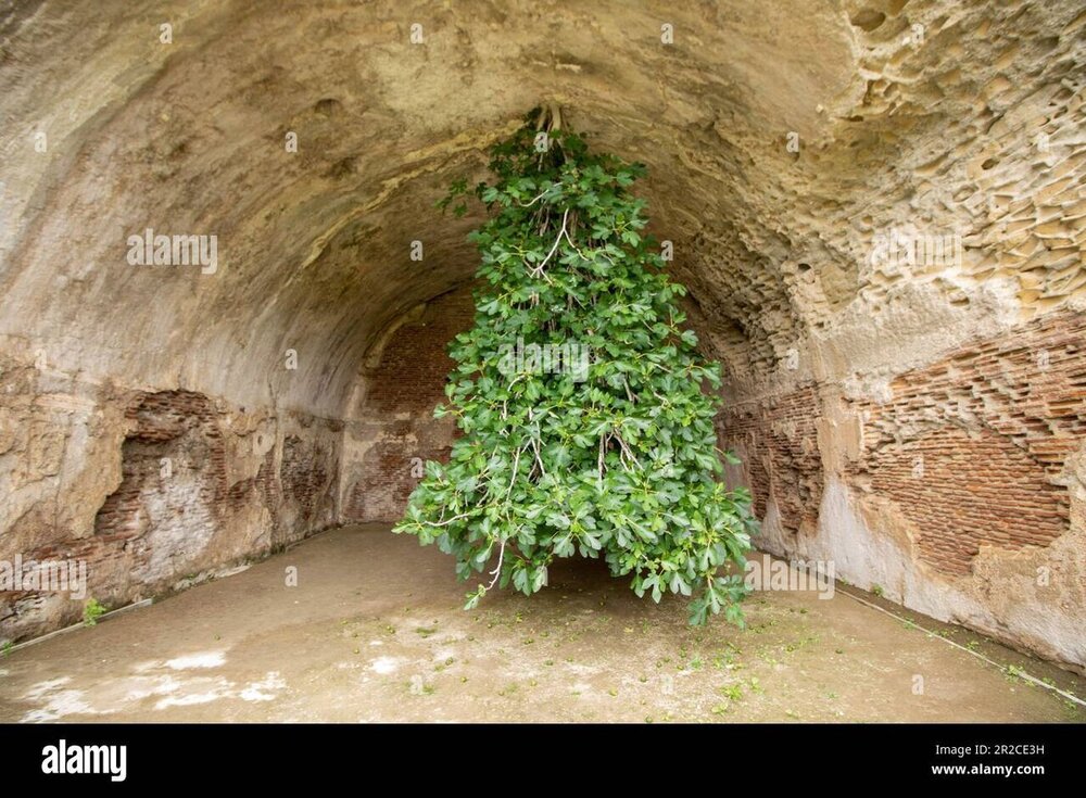 (عکس) درخت انجیر اعجاب‌انگیزی که رو به زمین رشد کرده است