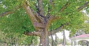عجیب‌ترین درخت دنیا که یک دخت دیگر در دست خود گرفته است! + عکس