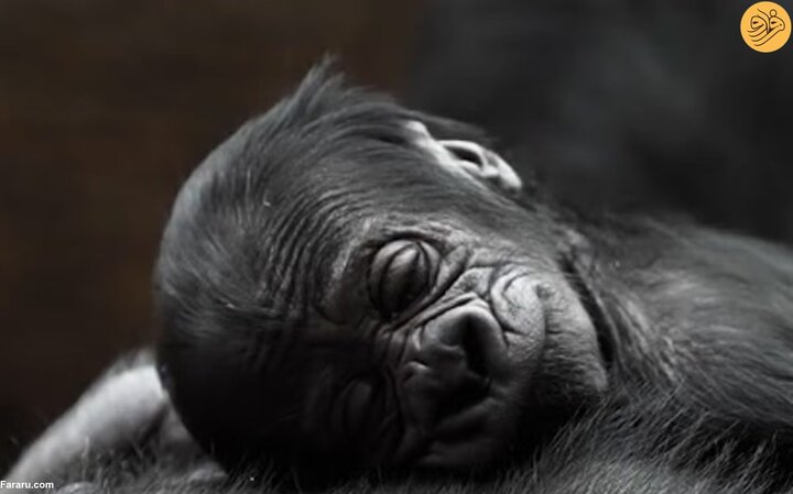 تولد نوزاد گوریل کمیاب در باغ وحش + فیلم