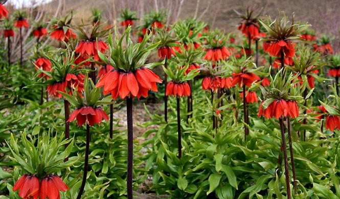 آتشکده کیورز امیرآباد کجاست؟