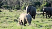 جدال ترسناک فیل با کرگدن + فیلم