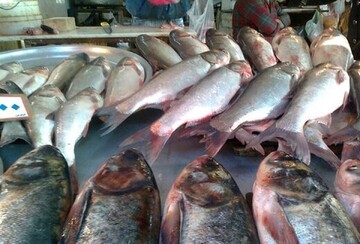 قیمت روز انواع ماهی در بازار / هر کیلو میگو ۲۹۰ هزار تومان