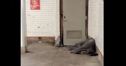 فیلم عجیبی از سه موش زیر پتوی مرد بی خانمان