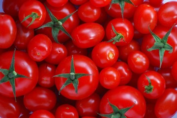 عوارض صادرات گوجه فرنگی کاهش یافت