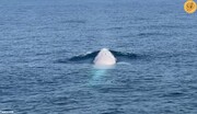 پیدا شدن عجیب یک نهنگ سفید کمیاب در سواحل این کشور + فیلم