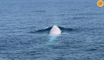 پیدا شدن عجیب یک نهنگ سفید کمیاب در سواحل این کشور + فیلم