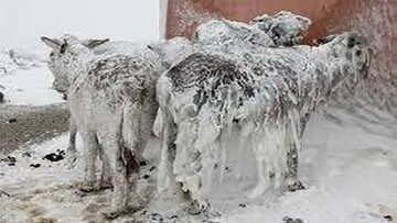 منجمد شدن حیوانات در سرمای منفی ۵۲ درجه شمال نروژ + فیلم