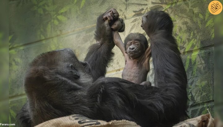 تولد بچه گوریل در حال انقراض در این باغ وحش + فیلم