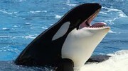 علت  دردناک خودکشی نهنگ برای سومین بار