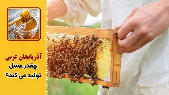 ۲۷ هزار تنُ عسل در این استان تولید می‌شود!