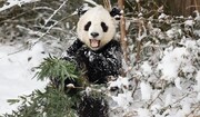 برف بازی کردن عجیب خرس پاندا + فیلم