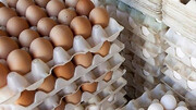 ۱۰۰ هزار تن تخم مرغ صادر شد