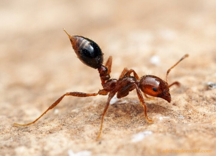 نیش زدن مورچه از نمای نزدیک + فیلم