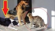 درگیری شدید گربه با سگ برای دفاع از یک سگ دیگر / فیلم