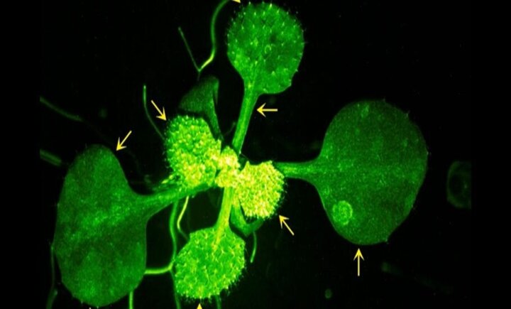  دانشمندان گفتگوی دو گیاه را ثبت کردند!