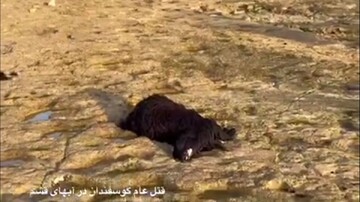 قتل‌ عام عجیب گوسفندان در قشم + فیلم