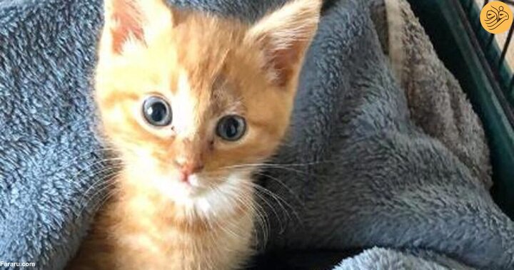 نجات بچه گربه زیبا از بزرگراه توسط زن مهربان + فیلم