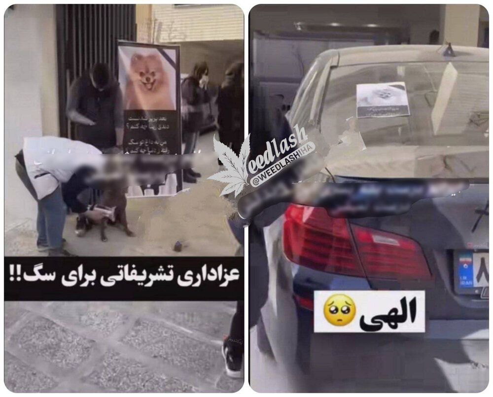 مراسم ختم لاکچری یک سگ در تهران جنجالی شد