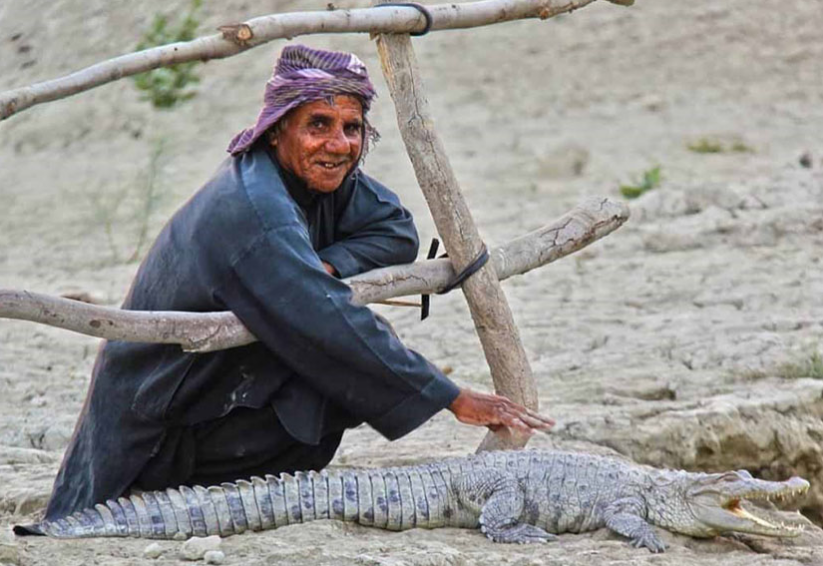 زیستگاه گاندو کجاست؟