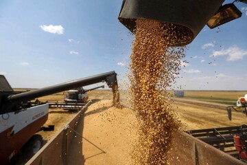 میزان واردات گندم در ده ماهه نخست ۱۴۰۲ اعلام شد