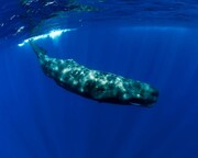 تولید لوکس‌ترین عطرهای جهان از استفراغ نهنگ!