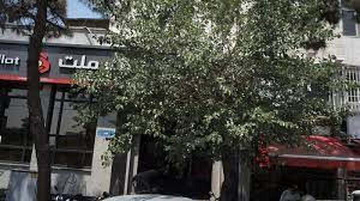 عکسی زیبا از یک درخت کهنسال در تهران