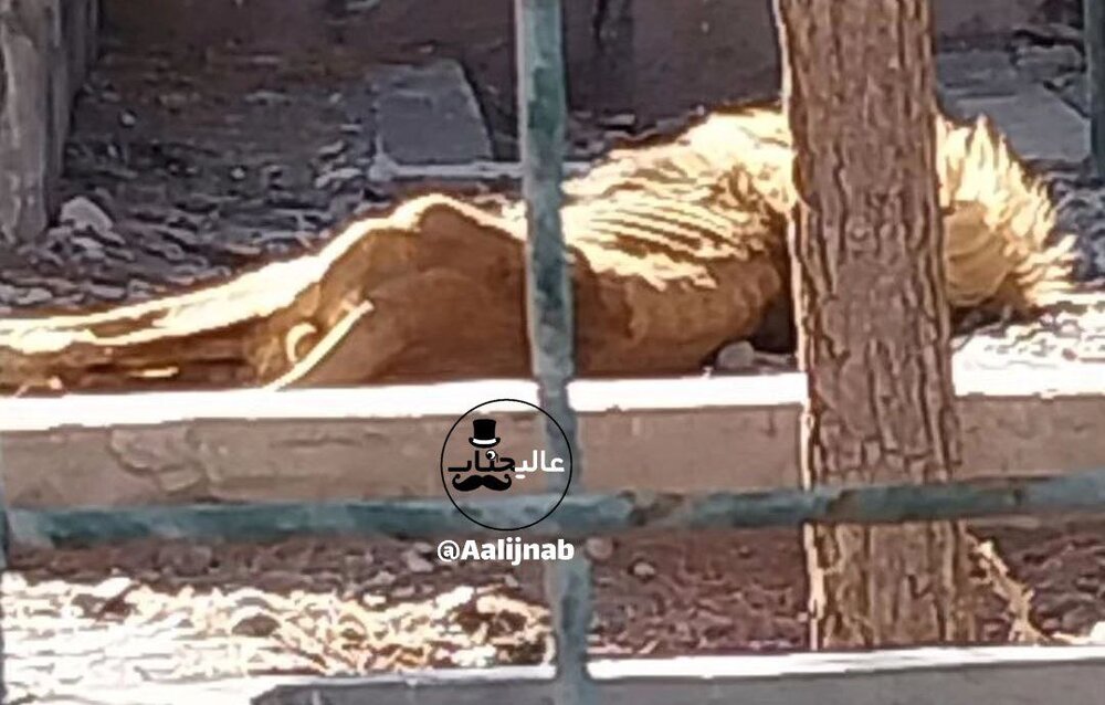 عکس تکان‌دهنده از باغ‌وحش مشهد که وایرال شد