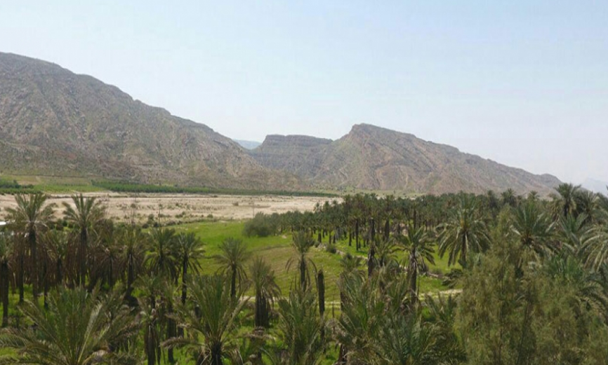 بهترین جنگل استان بوشهر کجاست؟