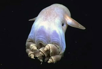 عجیب ترین حیوانات دریا که از دیدنش وحشت می کنید! + عکس