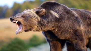 لحظه‌ هولناک حمله خرس به مجری در وسط برنامه  + فیلم