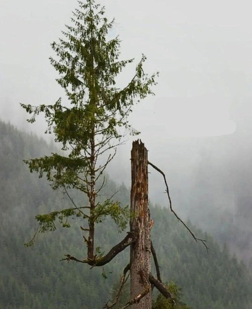 عجیبترین شکل درختی که تاکنون دیدهاید