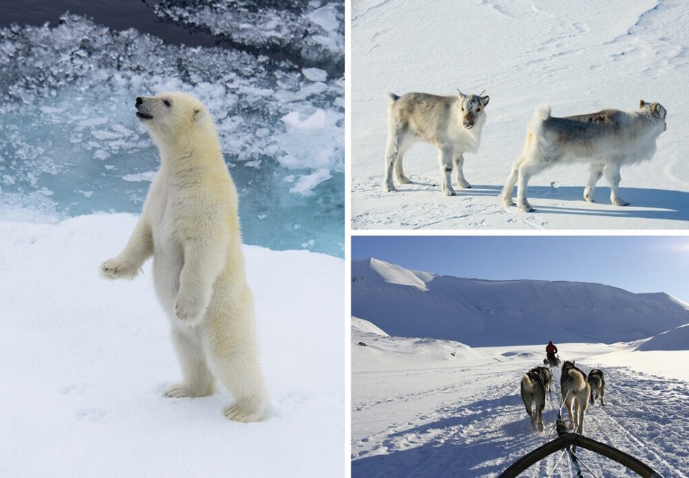 قوانین عجیب شمالی ترین شهر جهان + عکس