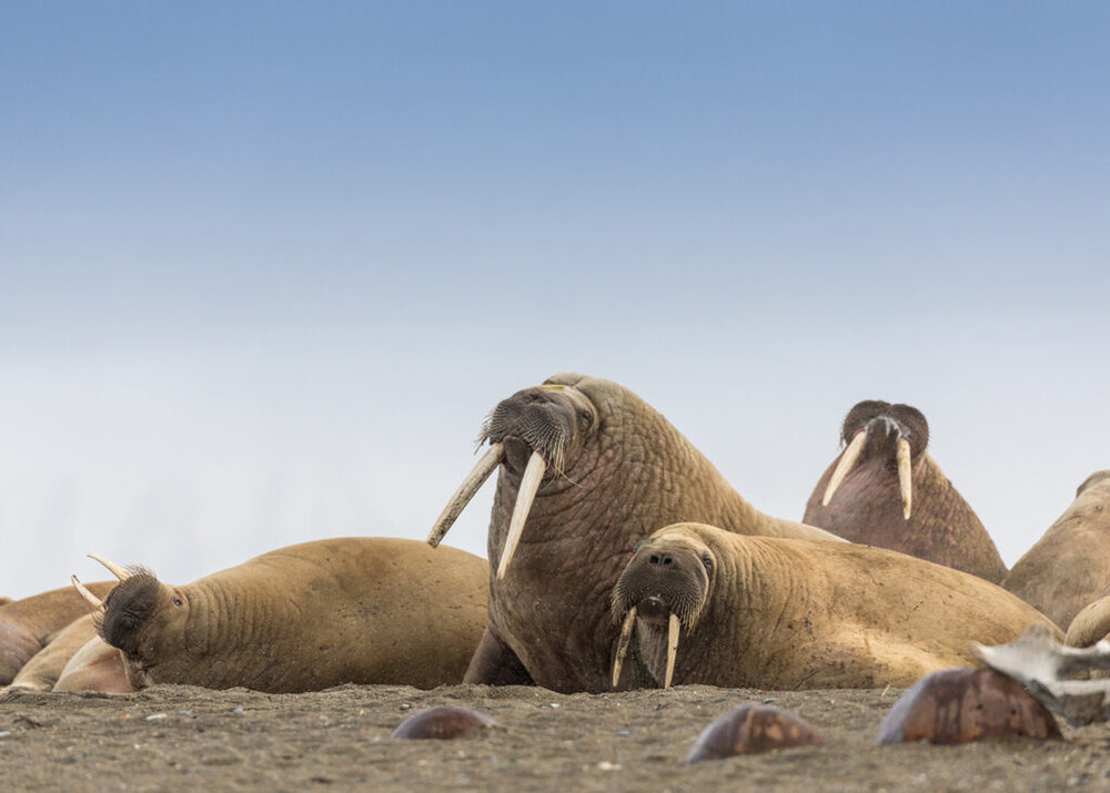 قوانین عجیب شمالی ترین شهر جهان + عکس