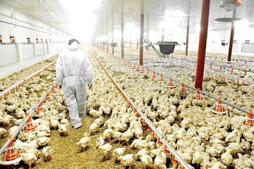 صنعت تولید مرغ کشور رکورد زد