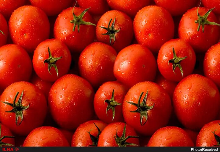 صادرات ۲۲ هزار تن گوجه فرنگی از این استان