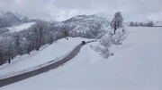 مشاهده «شوکا» و کره اش در کوه های برفی سیاهکل در گیلان + فیلم