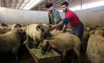 بحران در بازار گوشت ایران
