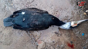 عکس مرگ تلخ ۵۲ پرنده مهاجر + علت حادثه