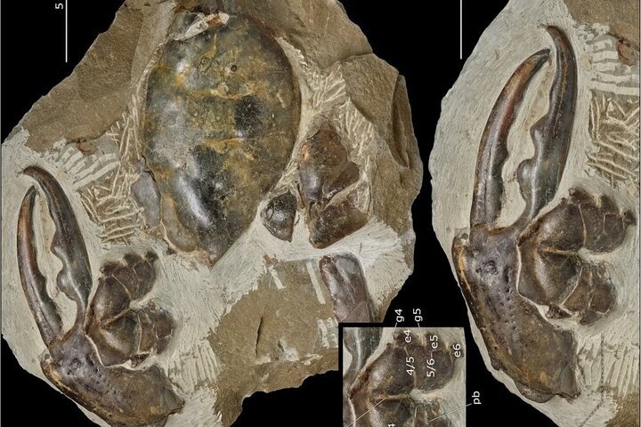 کشف عجیب چنگال یک خرچنگ با قدمت ۸ میلیون سال + عکس