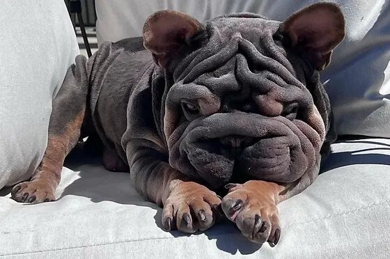 این حیوان زیبا گران قیمت ترین سگ جهان است! + تصاویر